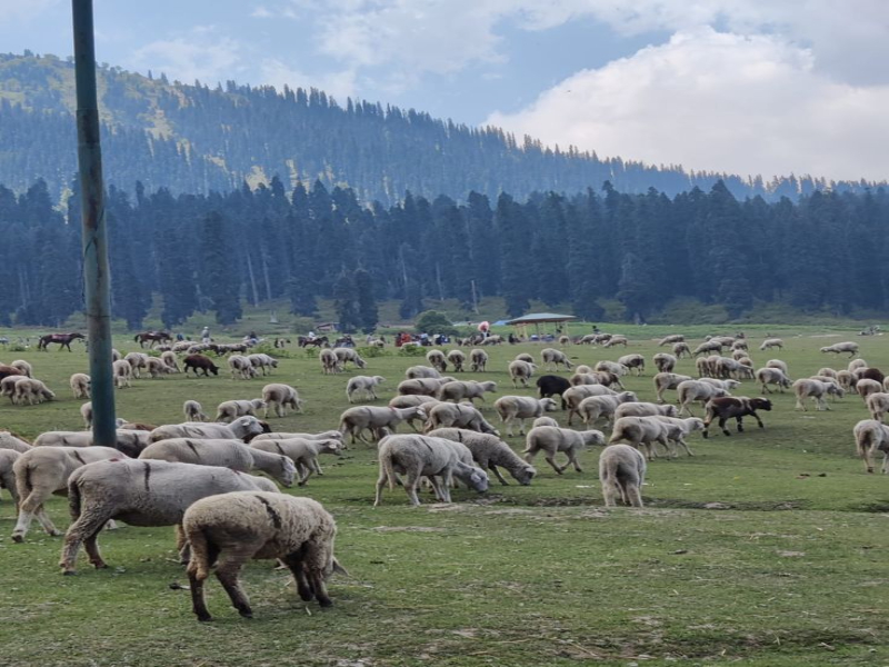 Best Places to visit in Pahalgam
